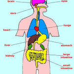 body-organs